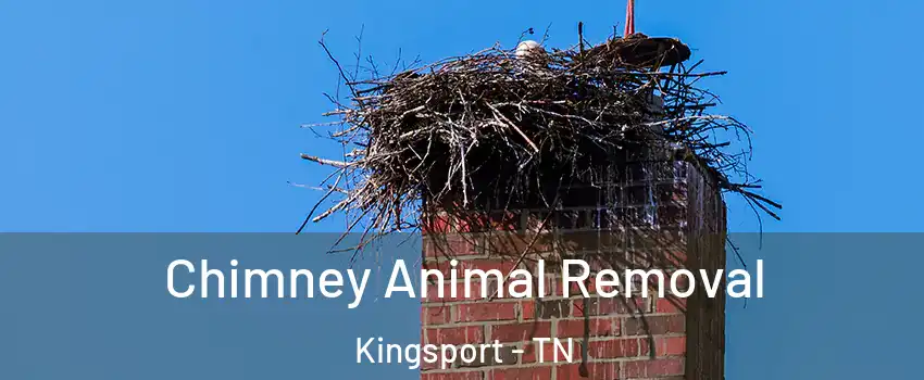 Chimney Animal Removal Kingsport - TN