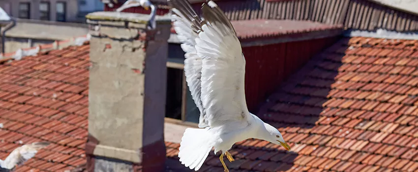 Residential Chimney Animal Removal Solution in Kingsport, TN