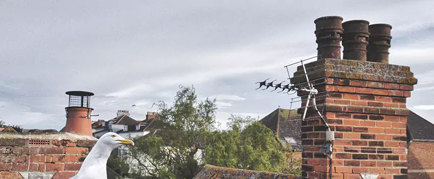Chimney Cleaning And Restoration in Kingsport, Tennessee